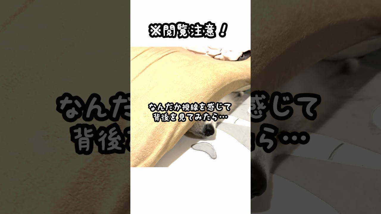 赤ちゃんが寝ているベッドでどうしても寝たかった超大型犬、、、笑