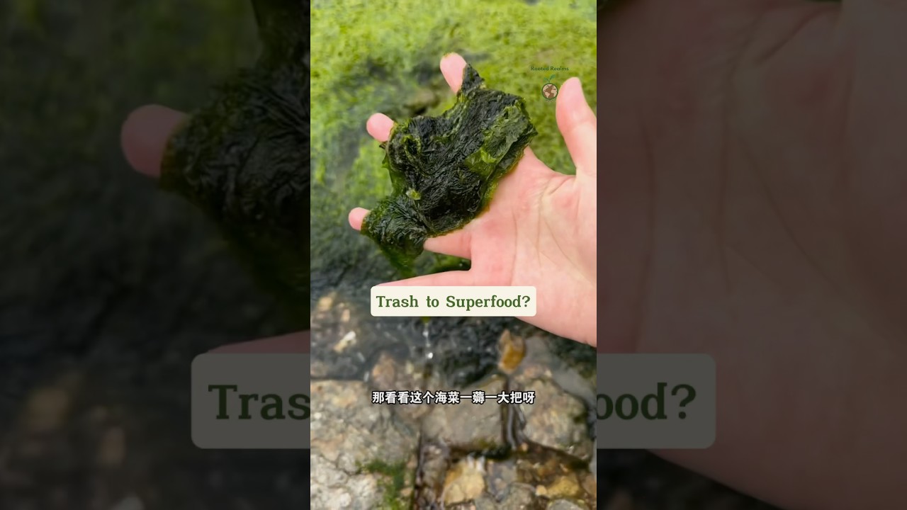 Ocean Weed to Superfood 