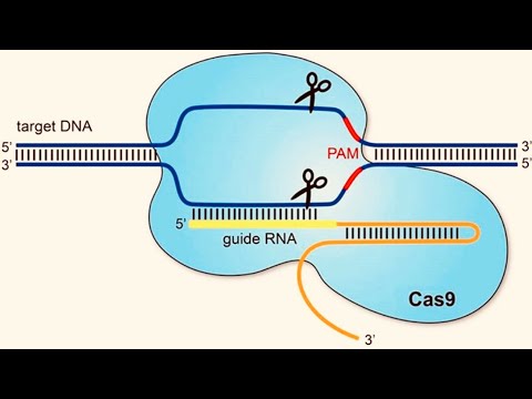CRISPR: Clustered Regularly Interspaced Short Palindromic Repeats - CAS9 + gRNA - Gene Editing Tool