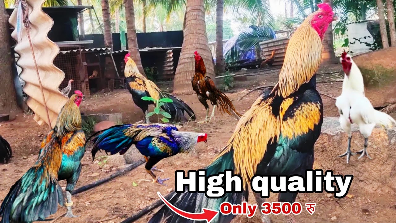 High quality Aseel Murga 