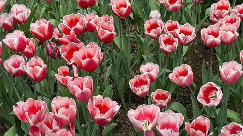 [AUDIO FULL] CỤC CƯNG CỦA ANH