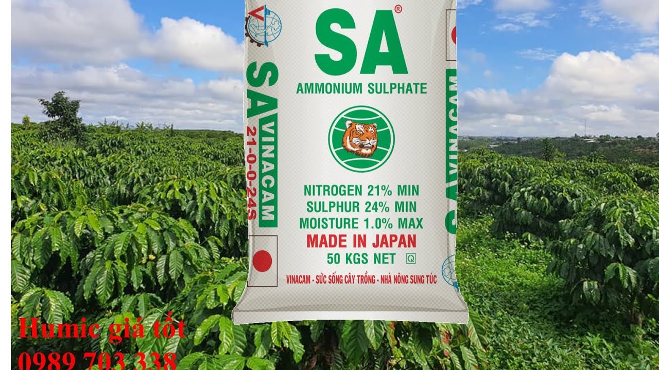 Hiểu về phân SA để bón đúng, đủ cho vườn cà phê. MV Nhân Trí