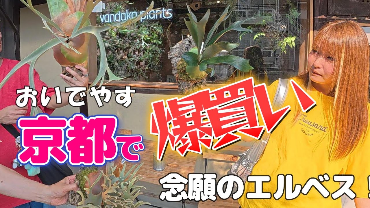【ビカクシダ旅】京都で爆買い！ついにあの“エルベス”を…子株付き！