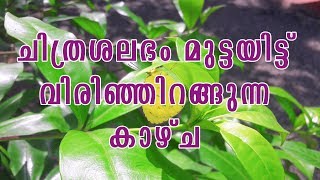 ചിത്രശലഭം മുട്ടയിട്ട് വിരിഞ്ഞിറങ്ങുന്ന കാഴ്ച | Amazing Life Cycle Butterfly| screenshot 5