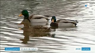 À La Découverte Du Lac De Bouzey Un Peu De Poésie Dans Ce Monde De Brutes