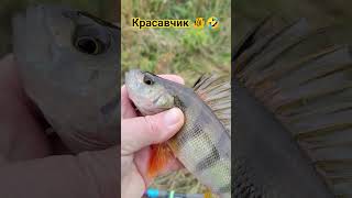 РЫБАЛКА на ПОПЛАВОЧНУЮ удочку🏝 природа🌿🍃 отдых 🛖лес🌳 река 🦞🤿🦞🤿