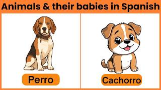 Animals and Their Babies in Spanish | Learn Spanish Vocabulary