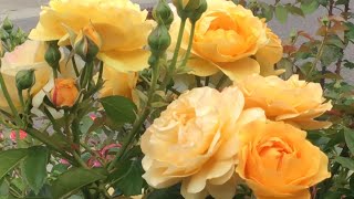 Julia Child Rose Absolutely Fabulous Rose