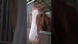 Horse behavior