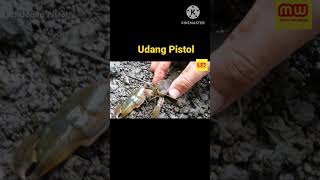 Udang Pistol Hewan Mempunyai Kekuatan Unik #shorts