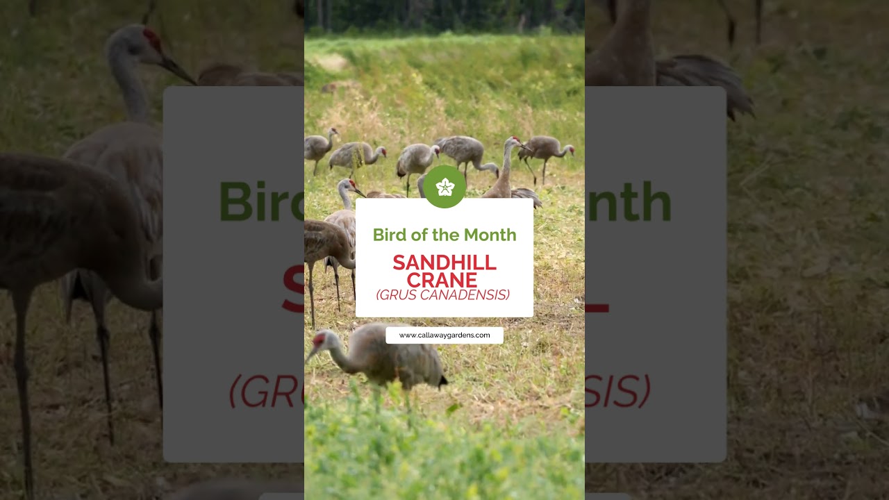 Discover Sandhill Cranes: Bird of the Month🌾