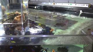 Part 2--Awesome 3000 gallons saltwater aquarium at Miami Science Museum in Florida