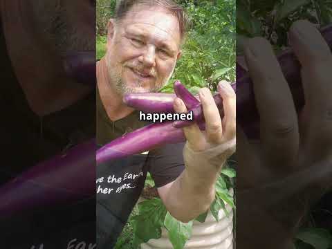 Great Results Growing Eggplant on Orange Peel Waste