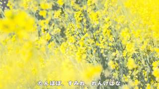 ひばりはうたひ