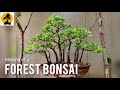 Making of bonsai forest  group planting  manila tamarind  pakistan bonsai society