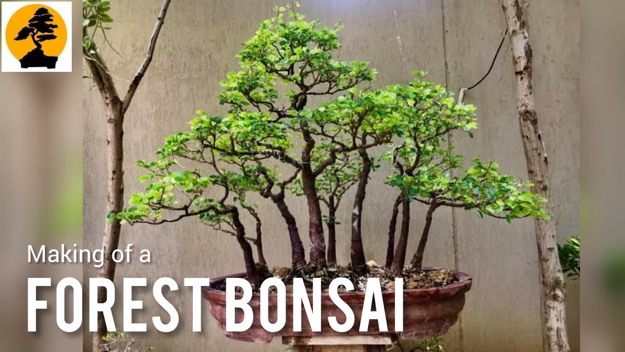 Making of Bonsai Forest Group Planting Manila Tamarind Pakistan