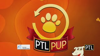 Our Canine Companions Pupdate!