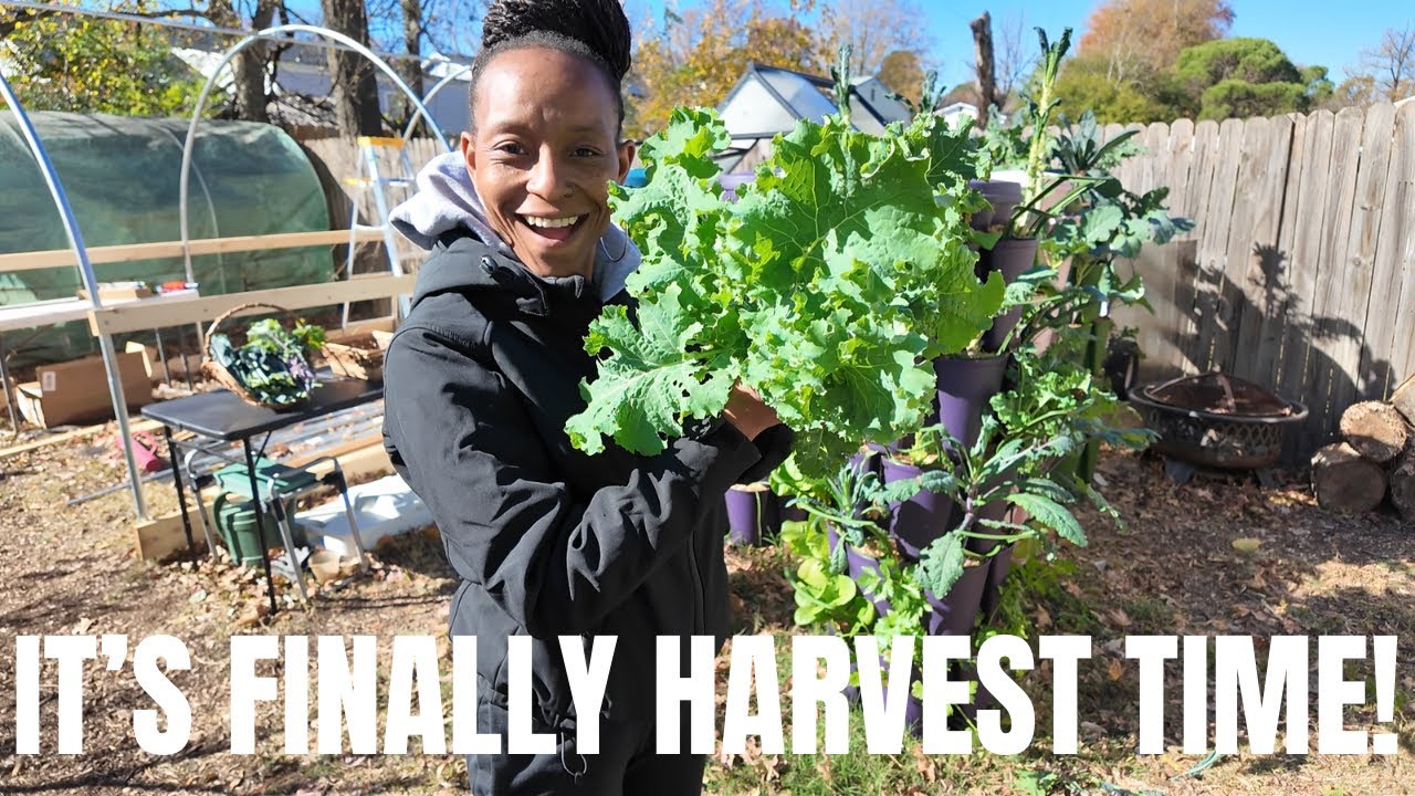 First Fall Garden Harvest | Urban Backyard Garden | Grow A Lot in Small Space | (Kale vs. Aphids)