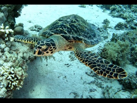 Still from the film: Ras Mohammed National Park, part one