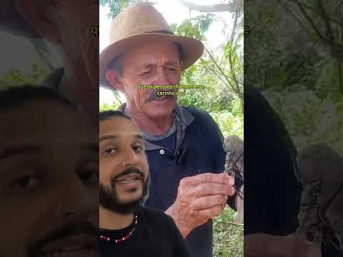 Esse é o MAIOR besouro do mundo! | Biomesquita