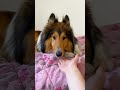 Sherlock wants treats #shorts #dog #funnydogs #dramaticdog #funnydogvideos #pets #funnyanimals