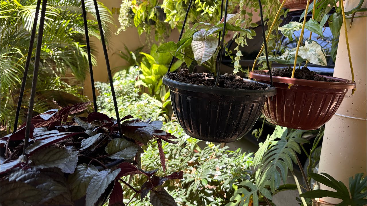 VAMOS VER PLANTAS LINDAS🌸cuidar delas e ter paz e alegria🌺🙏muita coisa linda 