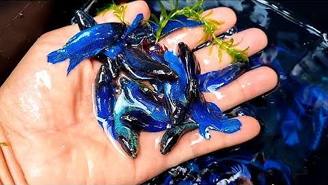 Cá xiêm, Cây Ấu Thái gi.á sỉ