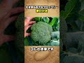 収穫しても終わらない！巨大わき芽が次々とれるブロッコリー