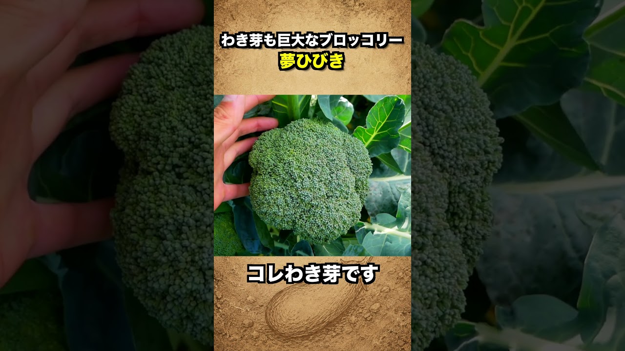 収穫しても終わらない！巨大わき芽が次々とれるブロッコリー