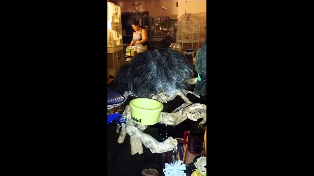 Male Red Belly parrot talking