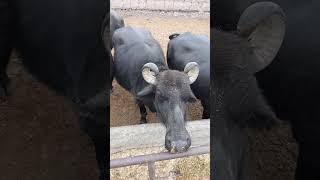 buffalo farming, buffalo talaab, buffalo cartoon, bhains wala cartoon,#cows #animals #buffalo