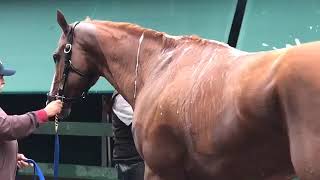 Bath Time For Justify