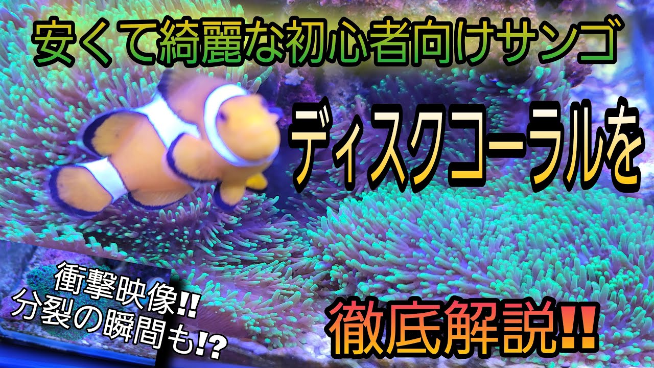 ★CORAL DX-THREE/Ⅱ 登場時の大きな話題を生んだコーラル自信作 ☆CORAL DX-THREE/Ⅱ 登場時の大きな話題を生んだコーラル自信作