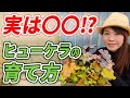 【あなた損してます!】枯らさずオシャレにヒューケラを楽しむ方法を徹底解説!【初心者向け】【ガーデニング】【園芸チャンネル】