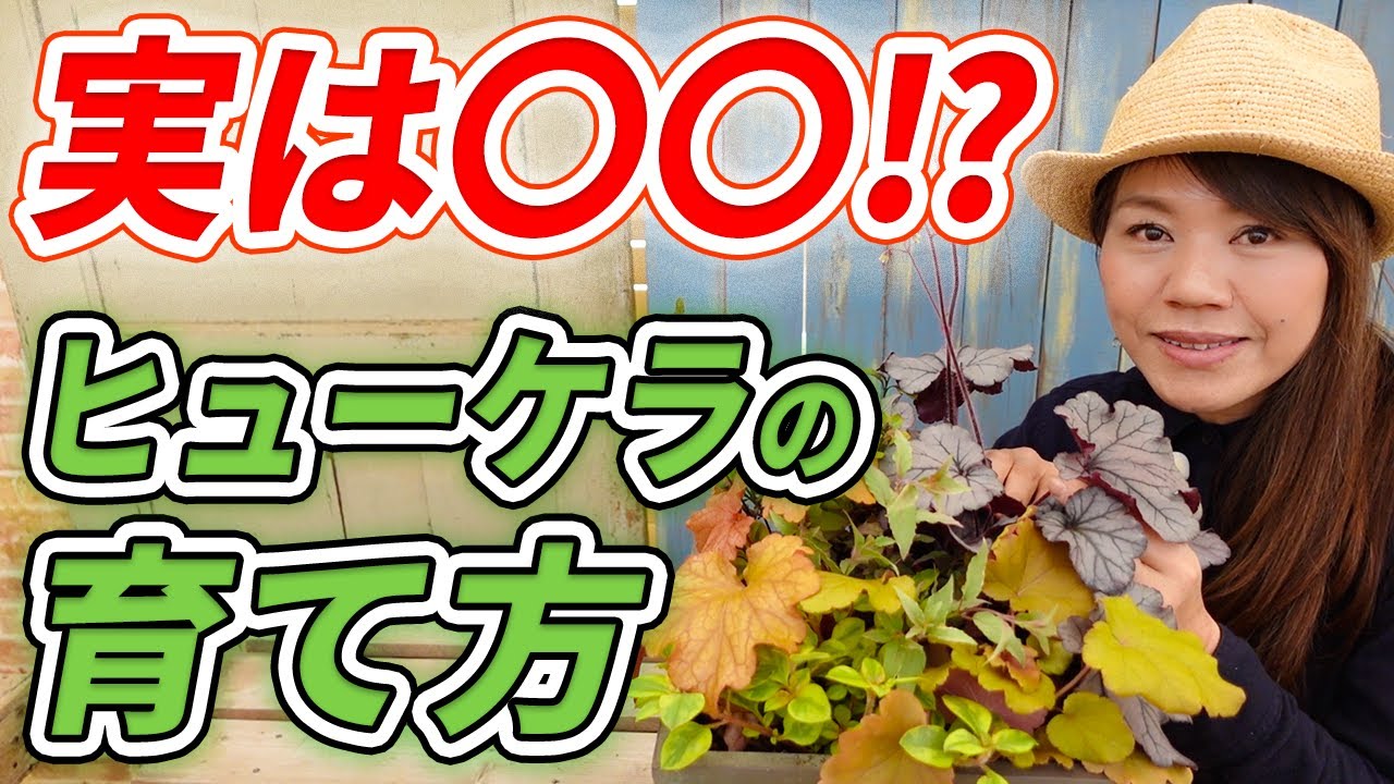 【あなた損してます！】枯らさずオシャレにヒューケラを楽しむ方法を徹底解説！【初心者向け】【ガーデニング】【園芸チャンネル】