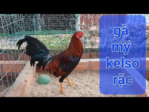 Video Trại gà tre mỹ c1 . lên top 2 con gà mỹ rặc kelso . - youtube