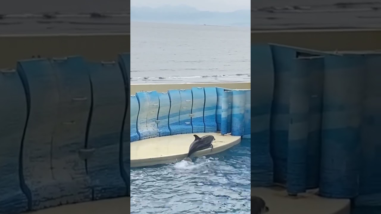 新江ノ島水族館のイルカ🐬 