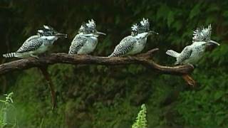 ヤマセミのハンティング映像集　The follow shot   Crested Kingfisher