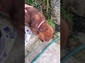 parte 1 en el día buscando perritos