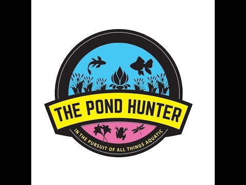The Pond Hunter Radio Podcast Ep. 36 - How To Feed Koi and Goldfish