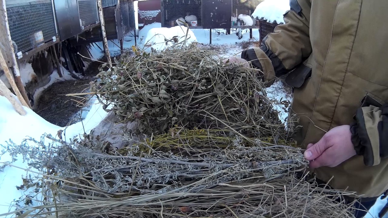 сено. заготовленное на зиму сено. заготовленное на зиму сено. сено эспарцет для кроликов. сено для телят.