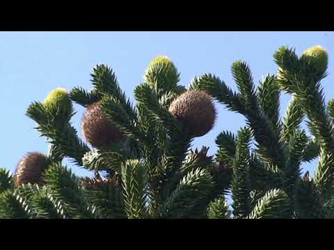 Vidéo: Araucaria - Un Arbre De Noël Vivant