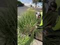 #viral #lawncare #trimming #mowing #satisfying #shorts @shubylawnsandgardens