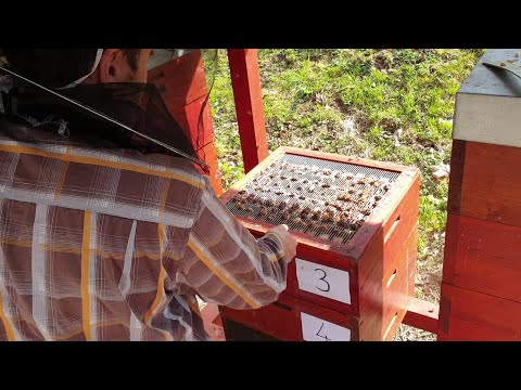Video: „Včely Začali Hromadne Miznúť“: Vedci Vysvetlili Dôvody - Alternatívny Pohľad