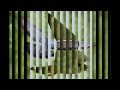 افتحو يا حمام منير