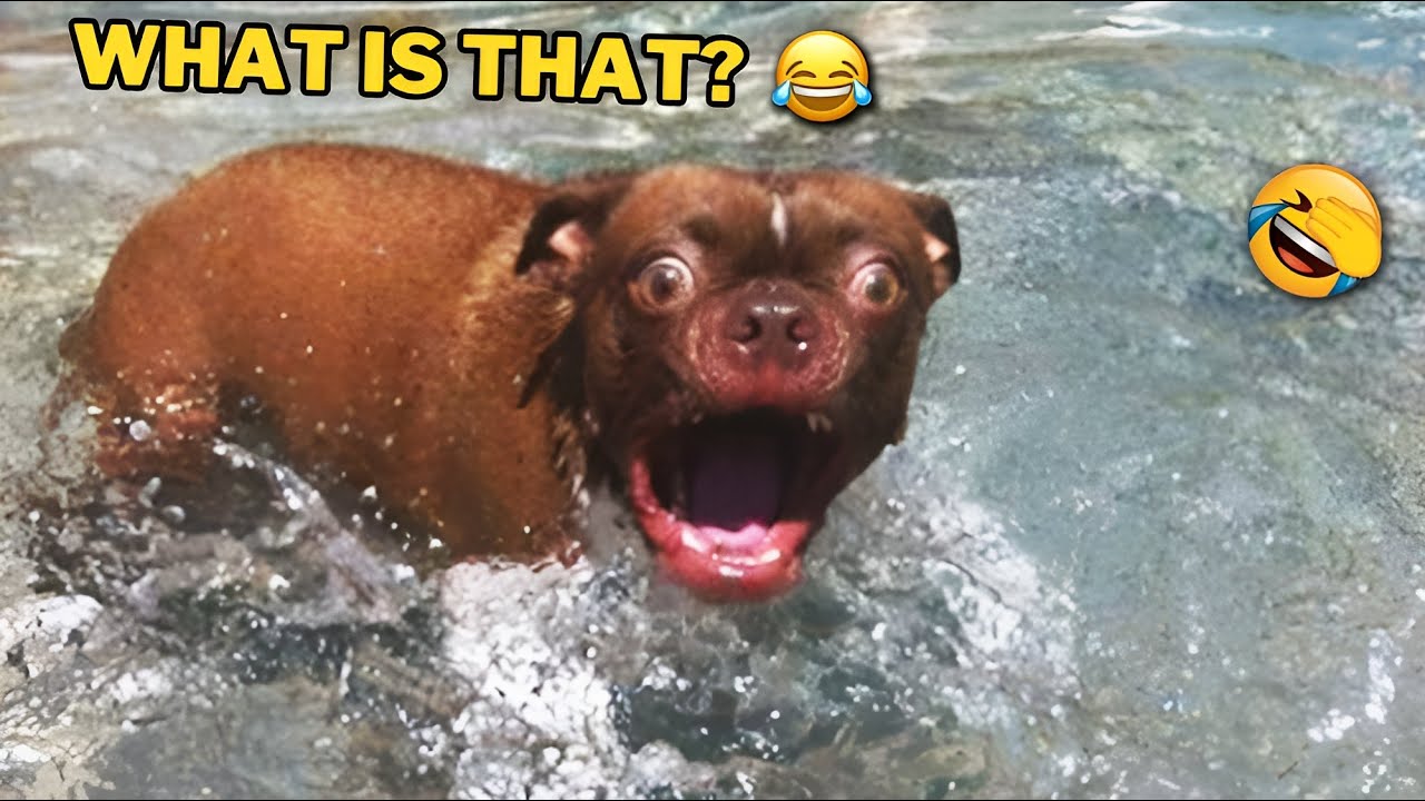 🐾Hilarious Dogs & Cats for 1 Hour 😂 New Funny Pet Videos 2024🐾