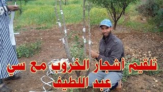 تلقيم أشجار الخروب مع سي عبد اللطيف + معلومات كافيه عن تلقيم أشجار الخروب