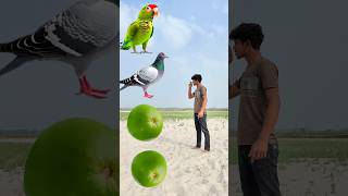 Rounding_pomelos_to_Duck,_Peacock,_Pig eon_Parrot_-_Birds_names_magic_video( 1080p) 😍