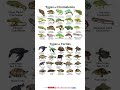 Types Of Turtles Shorts Viral English