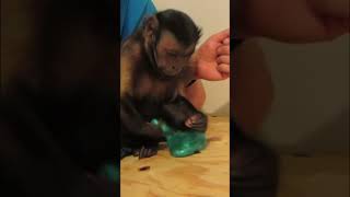 Monkey loves PLANET putty #monkey #playing #fun #shorts